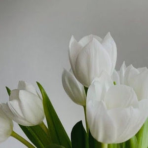 Meet your Posher, Annabel